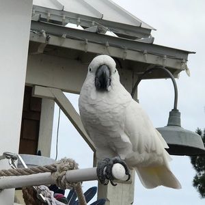 Meet your Posher, Clark